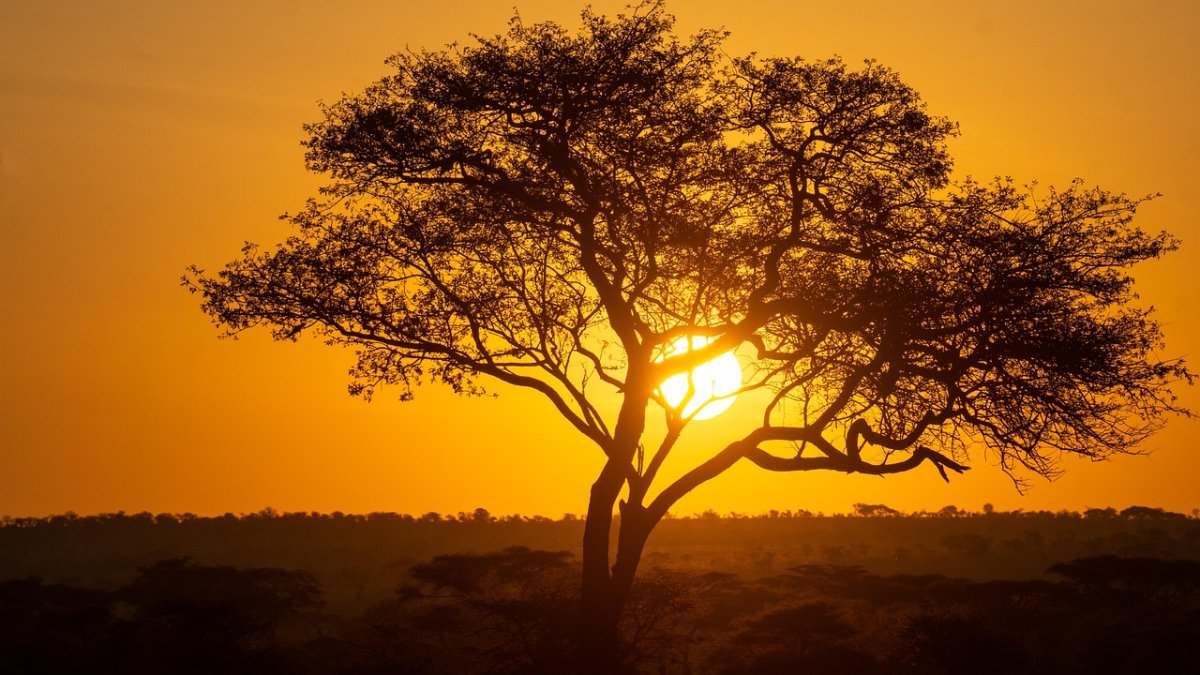 Coucher de soleil sur la savane africaine – Instant de pure nature Silhouette d’un arbre solitaire au coucher du soleil dans la savane africaine, symbole de la beauté sauvage d’un safari durable.