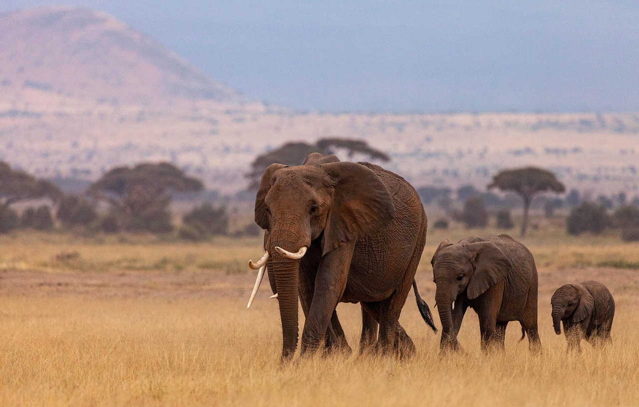 Safari d’exception au cœur de l’Afrique sauvage Safari en Afrique avec éléphants dans la savane – immersion en Tanzanie, au Kenya ou au Botswana avec Link Mundo Studio.
