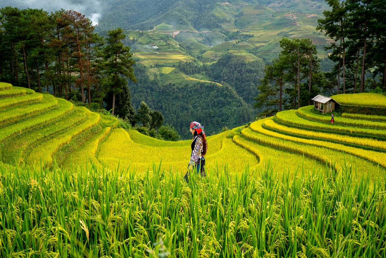 Émerveillement au cœur des rizières d’Asie Terrasses de rizières verdoyantes en Asie du Sud-Est – immersion nature et authenticité avec Link Mundo Studio.
