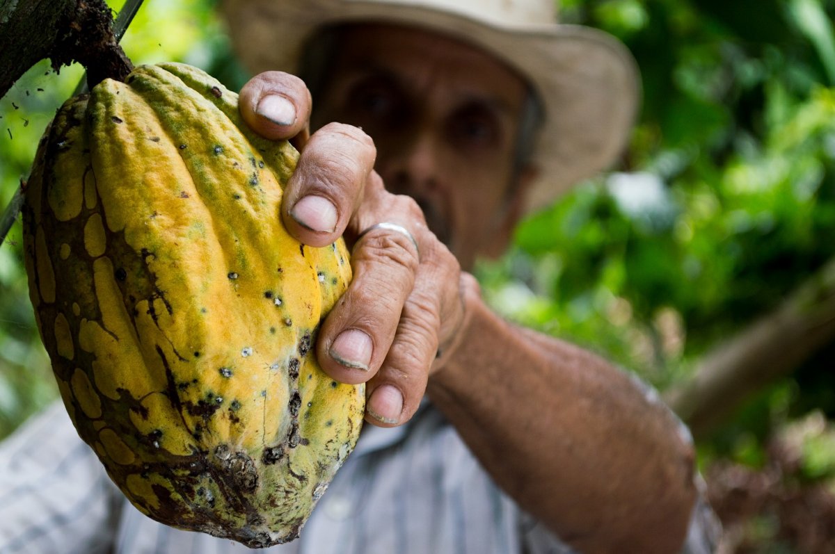Récolte d’une cabosse de cacao – Producteur artisanal en plantation tropicale Gros plan sur la main d’un producteur récoltant une cabosse de cacao dans une plantation tropicale, symbole de savoir-faire agricole et de culture durable.